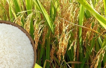 Giá lúa gạo hôm nay (4/10) duy trì ổn định