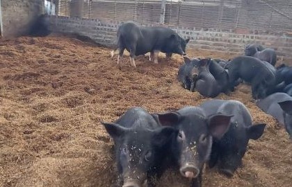 Giá lợn hơi hôm nay (4/10) thu mua trong mức 53.000 - 64.000 đồng/kg