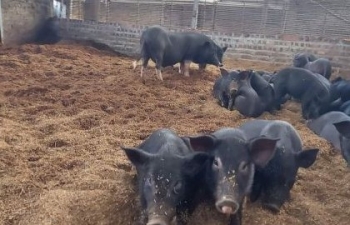 Giá lợn hơi hôm nay (4/10) thu mua trong mức 53.000 - 64.000 đồng/kg