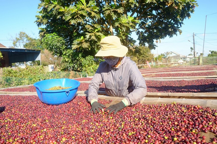 Giá cà phê hôm nay (7/10) tại thị trường thế giới và trong nước đồng loạt giảm