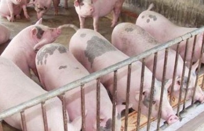 Giá lợn hơi hôm nay (17/1): Tăng ở một số nơi tại TP.Hồ Chí Minh và giảm ở Hà Nội