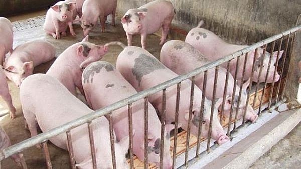 Giá lợn hơi hôm nay (17/1): Tăng ở một số nơi tại TP.Hồ Chí Minh và giảm ở Hà Nội