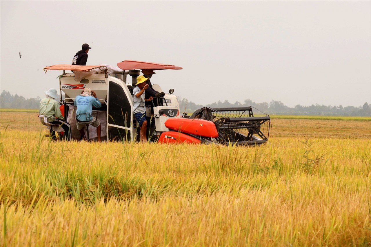 Giá lúa gạo hôm nay (17/10): Gạo nguyên liệu và xuất khẩu tăng nhẹ