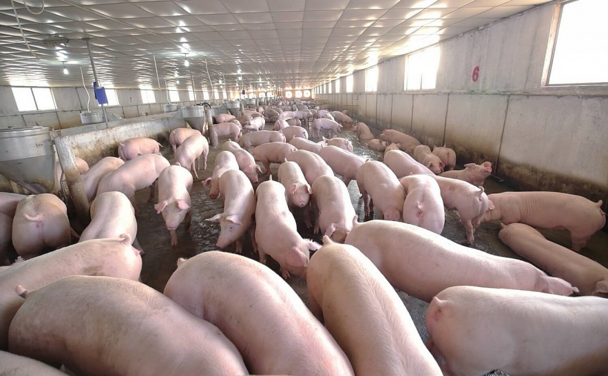 Giá lợn hơi hôm nay (30/11) chững giá trên cả thị trường ba miền