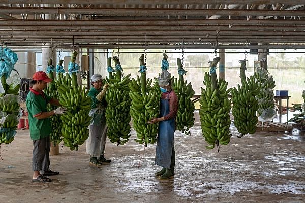 Nghị định thư xuất khẩu chuối sang Trung Quốc: Cơ hội mở rộng thị trường nông sản