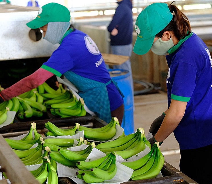 Nghị định thư xuất khẩu chuối sang Trung Quốc: Cơ hội mở rộng thị trường nông sản