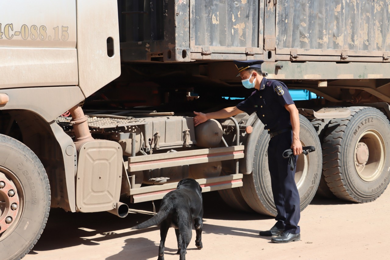 Chi cục Hải quan cửa khẩu quốc tế Lao Bảo, Cục Hải quan Quảng Trị sử dụng chó nghiệp vụ để kiểm soát phương tiện vận tải nhập cảnh. Ảnh: QH.