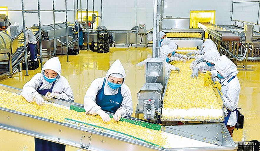Dây chuyền chế biến nông sản xuất khẩu của một doanh nghiệp ở Gia Lai. Ảnh: Sơn Nam