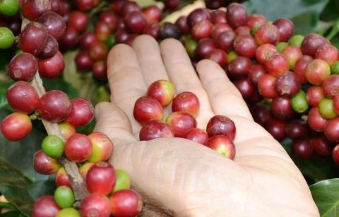 Giá cà phê ngày (21/11): Giá thế giới giảm do những thông tin thiếu tích cực