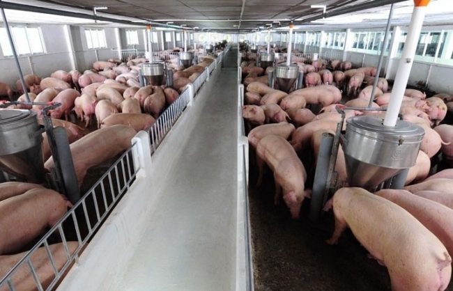 Giá lợn hơi ngày (24/11): Miền Bắc có mức tăng cao nhất là 3.000 đồng/kg