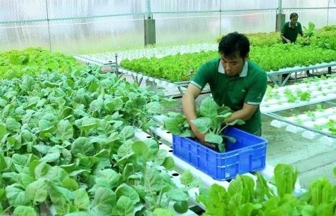 13 nhóm sản phẩm nông nghiệp đạt chứng nhận hữu cơ đóng góp lớn cho xuất khẩu