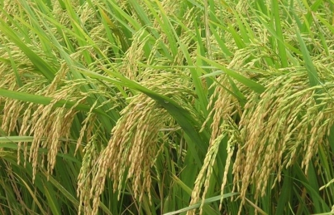 Giá lúa gạo hôm nay (1/12) chững lại và có xu hướng đi ngang
