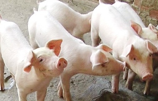 Giá lợn hơi hôm nay (6/12) biến động 1.000 - 2.000 đồng/kg ở 2 miền Bắc - Nam