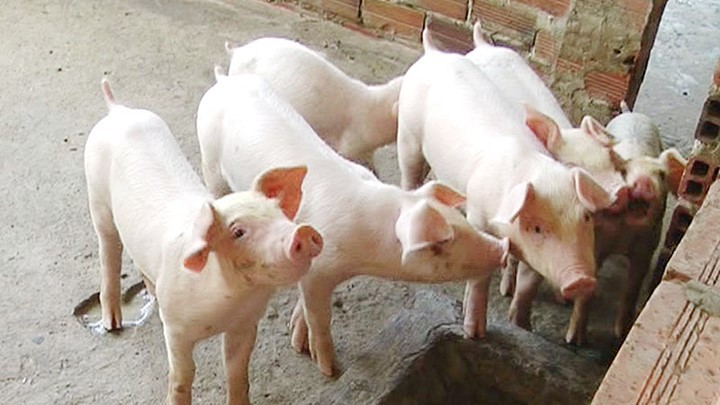 Giá lợn hơi hôm nay (6/12) biến động 1.000 - 2.000 đồng/kg ở 2 miền Bắc - Nam