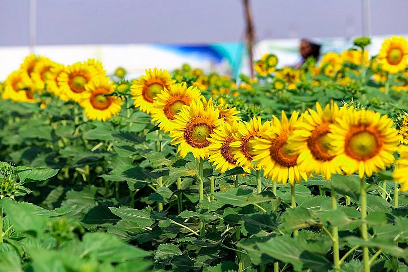 Vườn hoa hướng dương - Điểm sống ảo cực chất giữa lòng Sài Gòn đã trở lại