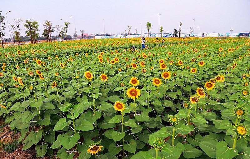 Vườn hoa hướng dương - Điểm sống ảo cực chất giữa lòng Sài Gòn đã trở lại