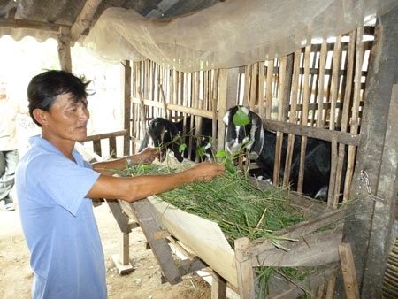 Mô hình nuôi dê ở huyện Ba Tri, tỉnh Bến Tre. Mô hình nuôi dê ở huyện Ba Tri, tỉnh Bến Tre.