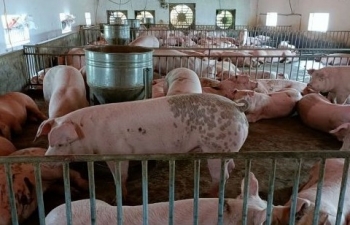 Giá lợn hơi hôm nay (29/12) tiếp tục ổn định và dao động ở mức 50.000 - 54.000 đồng/kg