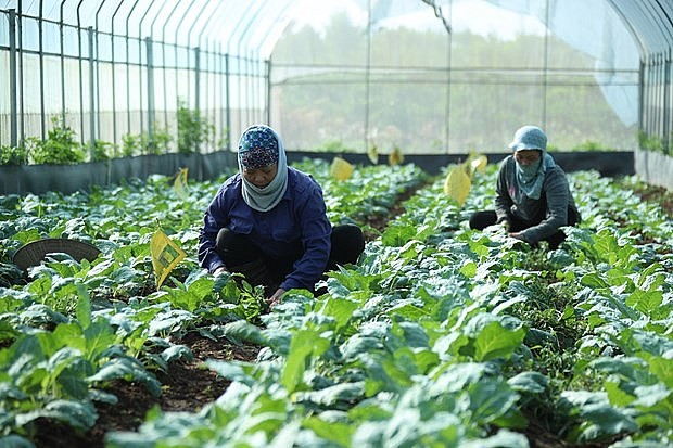 Ngành Nông nghiệp Thủ đô phấn đấu tốc độ tăng trưởng đạt từ 2,5-3%