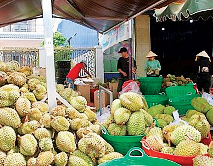 Xuất khẩu nông sản chính ngạch cơ hội “tỷ đô” cho Đắk Lắk