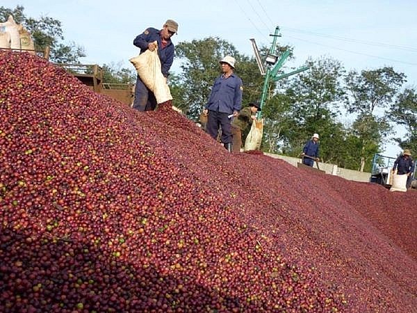 Năm 2023, xuất khẩu cà phê sẽ đối mặt nhiều khó khăn