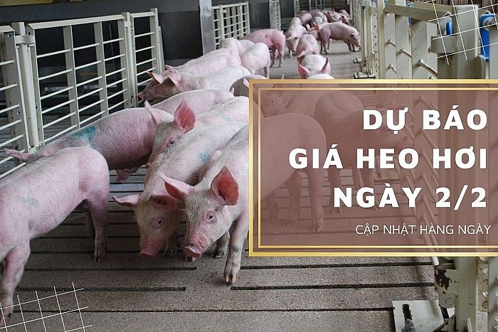 Ngày 2/2: Giá heo hơi biến động trái chiều, hồ tiêu tăng trở lại, cà phê quay đầu giảm