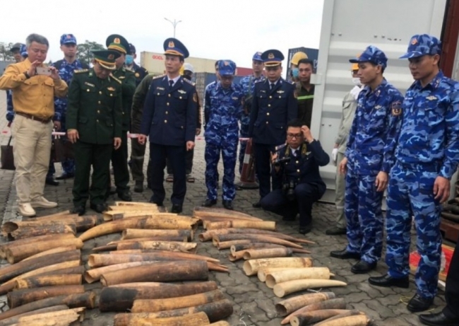 Cục Hải quan Hải Phòng bắt giữ gần 500 kg ngà voi nhập khẩu trái phép từ châu Phi