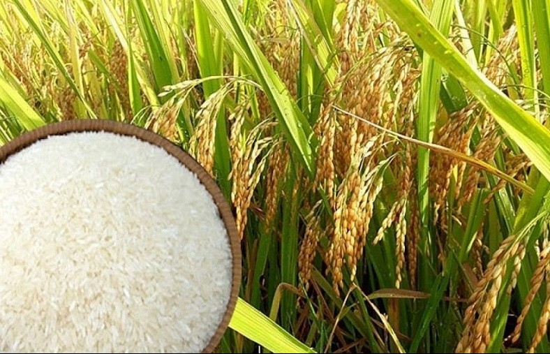 Ngày 3/2: Giá lúa gạo được điều chỉnh giảm, giá heo hơi biến động nhẹ