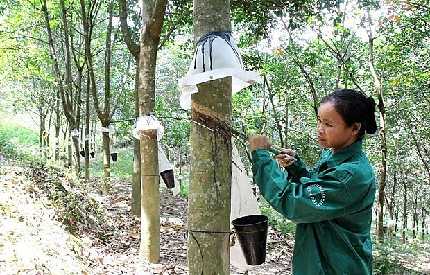 Ngày 13/2: Giá cao su tiếp đà giảm, cà phê tăng nhẹ