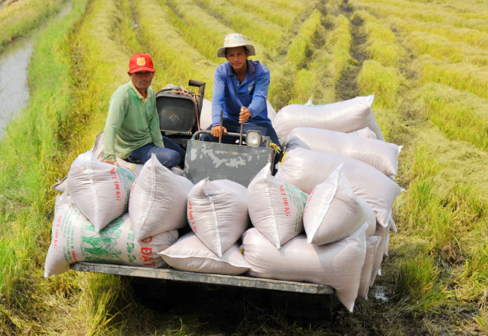 Ngày 14/2: Giá gạo ở Đồng bằng sông Cửu Long tăng khá tốt, thịt heo ổn định