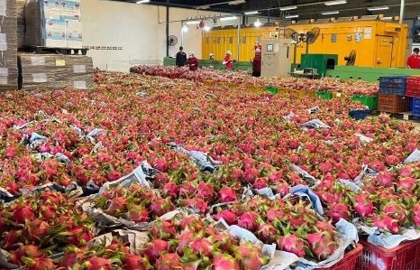 Lùm xùm vụ đăng ký bản quyền giống thanh long: Làm gì đảm bảo lợi ích hài hòa các bên?