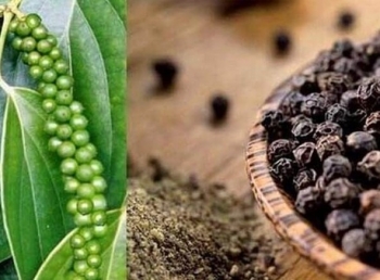 Xuất khẩu hạt tiêu có dấu hiệu phục hồi và khởi sắc