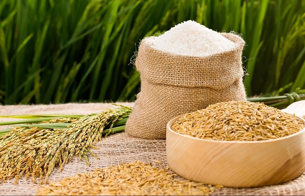 Ngày 22/2: Giá lúa gạo và heo hơi không có biến động mới