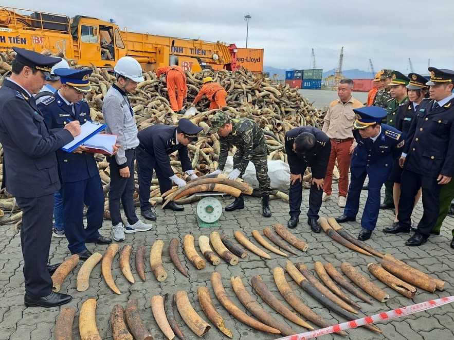 Vụ việc 600kg ngà voi châu Phi nhập khẩu trái phép bị lực lượng chức năng tại Hải Phòng bắt giữ đầu tháng 2 vừa qua. Ảnh: TCHQ