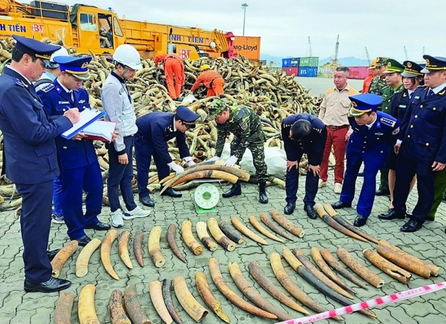 Hải Phòng: Khen thưởng thành tích bắt giữ lô hàng ngà voi nhập lậu