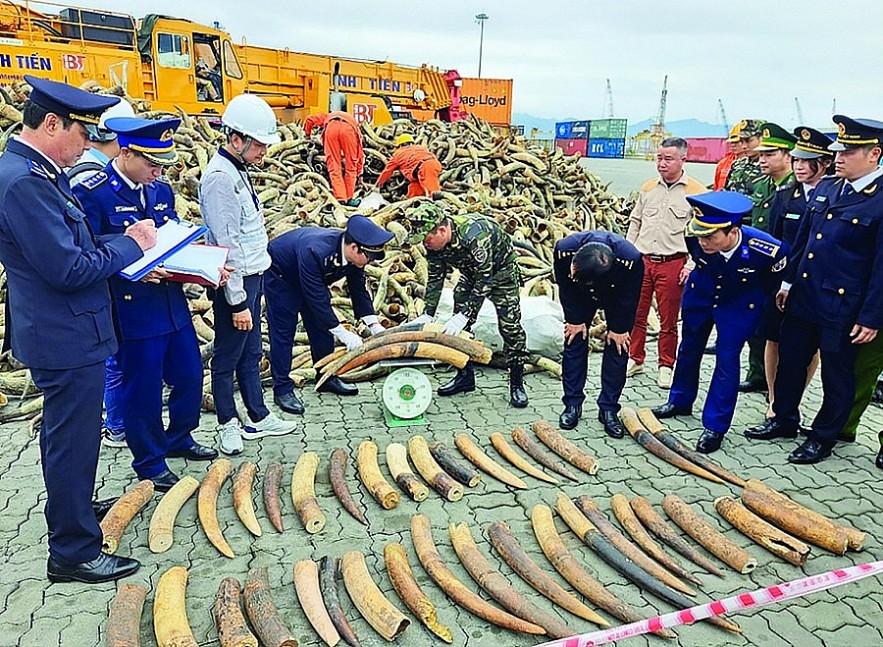 Hải Phòng: Khen thưởng thành tích bắt giữ lô hàng ngà voi nhập lậu