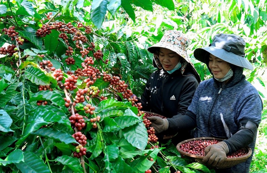 Ngày 8/3: Giá tiêu đi ngang, cà phê Arabica kỳ hạn và cao su tăng nhẹ