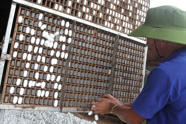 Ngày 13/3: Giá lúa gạo không biến động, kén tằm tại Lâm Đồng tăng cao kỷ lục