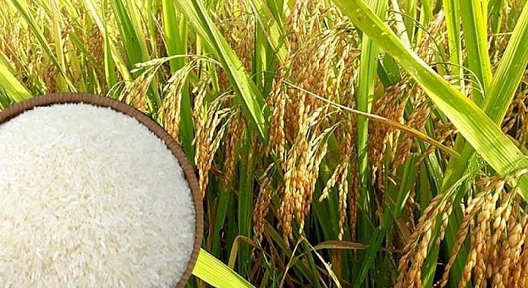Giá lúa gạo trong nước biến động nhẹ, giá chào bán gạo xuất khẩu rục rịch tăng