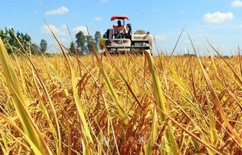 Workshop discusses growing 1 million ha of high-quality rice