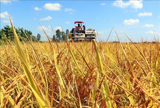 Workshop discusses growing 1 million ha of high-quality rice Workshop discusses growing 1 million ha of high-quality rice