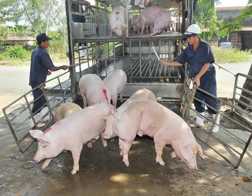 Ngày 19/3: Giá heo hơi, thịt heo đi ngang trên diện rộng