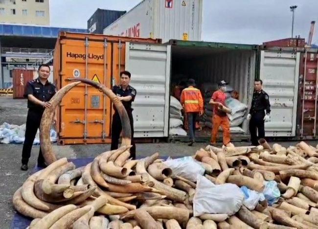 Hải quan Hải Phòng bắt giữ khoảng 7 tấn ngà voi nhập lậu lớn nhất từ trước đến nay