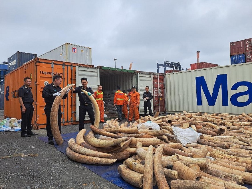 Thấy gì từ việc triệt phá vụ buôn lậu 7 tấn ngà voi từ châu Phi về cảng Hải Phòng?