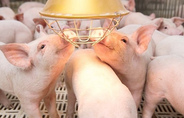 Ngày 21/3: Giá heo hơi tăng - giảm rải rác, thịt heo tiếp tục giữ mức giá ổn định