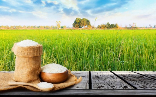 Nếp Long An tươi tăng 50 đồng/kg, giá lúa gạo đi ngang trên diện rộng