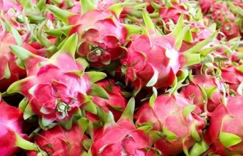 Dragon fruit export turnover reaches 47 million USD