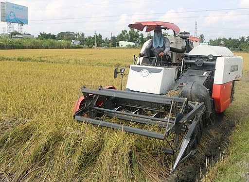 Ngày 23/3: Giá lúa gạo lặng sóng trên diện rộng