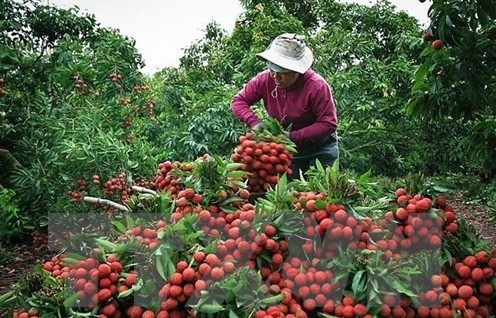 Bac Giang promotes consumption of OCOP products associated with tourism