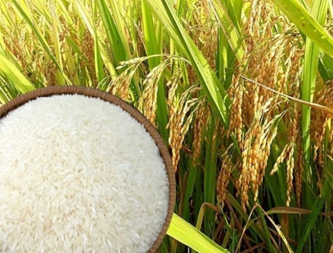 Giá lúa gạo trong nước có xu hướng tăng trở lại, giá gạo xuất khẩu ổn định